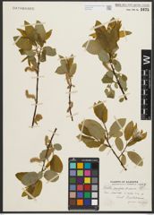 Foto von Salix pyrifolia Andersson